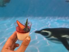 -帝企鹅自助餐厅•儿童岛•真企鹅(长隆企鹅酒店)