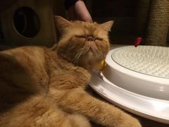 -more than meow吴止猫主题餐厅(承德 中船汇店)