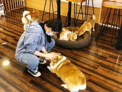 -豆柴町-柴犬主题狗咖(红鼎国际C座店)
