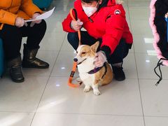 -美联众合动物医院·24h京西诊疗中心