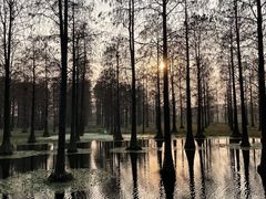 -上海共青森林公园