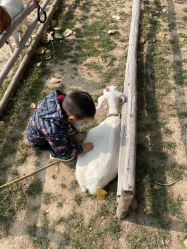 -上美四季动物农场