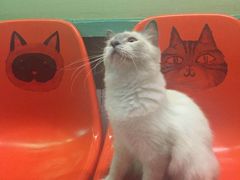 -猫咪博物馆(顶澳仔猫街店)