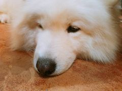 -more than meow吴止猫主题餐厅(承德 中船汇店)