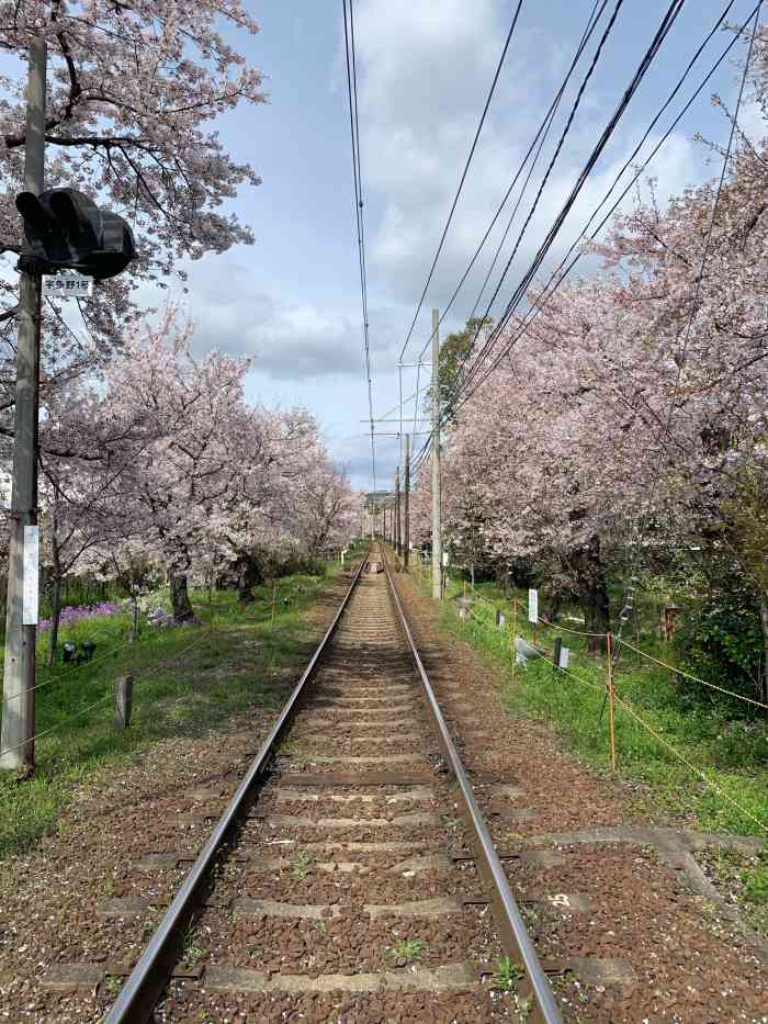 岚电樱花隧道