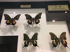 -上海昆虫博物馆