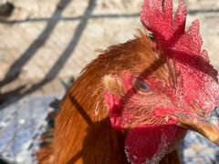 -北京鹿世界主题园