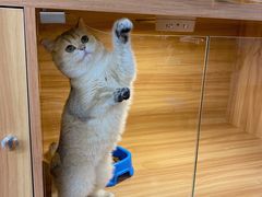-猫十亿·布偶金渐层·曼基康矮脚猫舍(青年路店)
