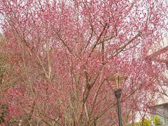 -国际非物质文化遗产博览园