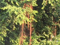 -隆都四季香饭店(碧海路店)