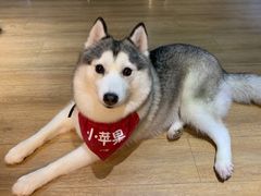-Husky Go! 哈士奇体验馆·宠物咖啡厅狗咖