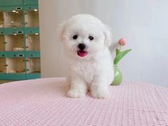 -萌宠之家·腊肠犬·马尔泰·小体犬舍