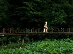 -深圳仙湖植物园