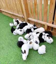 -萌宠亲子动物乐园(槐房万达店)