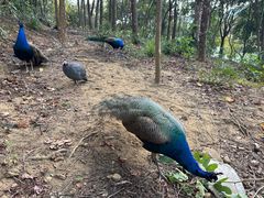 -广州白江湖森林公园