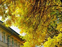-三里屯东五街银杏大道