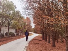 -上海海湾国家森林公园