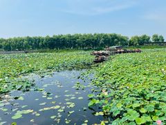 -焦岗湖旅游度假区