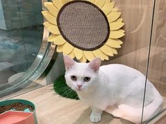 -BABIT巴比特宠物(MOMOPARK店)