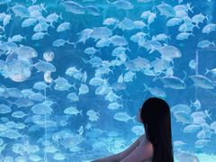 -烟台海昌鲸鲨海洋公园