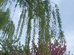 -石家庄市植物园