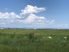 -敕勒川草原