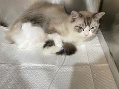 -宠福鑫动物医院(望京分院)