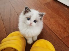 -屋虎猫馆(宝安大仟里店)