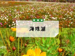 -百万葵园