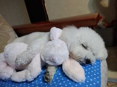 -美联众合动物医院·24h转诊中心