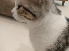 -飞行喵MR PILOT|猫舍·猫咖(静安大融城店)