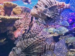 -上海海洋水族馆