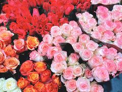 -双季花艺园艺市场(浦东店)