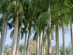 -中国科学院西双版纳热带植物园