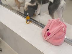 -共舞时光猫咖·狗咖(新街口店)