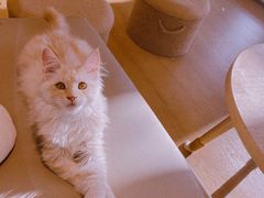 -猫腻·猫咖·撸猫馆(星光大道店)