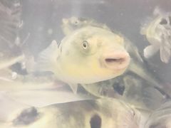 -肆月河豚·新淮扬(金融街店)