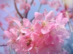 -顾村公园