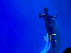 -芜湖新华联大白鲸海洋公园