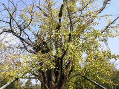 -上海佘山国家森林公园天马山园