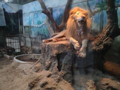 -清迈夜间动物园