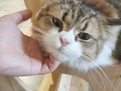 -More Fun猫咖 二十只万元加菲主题