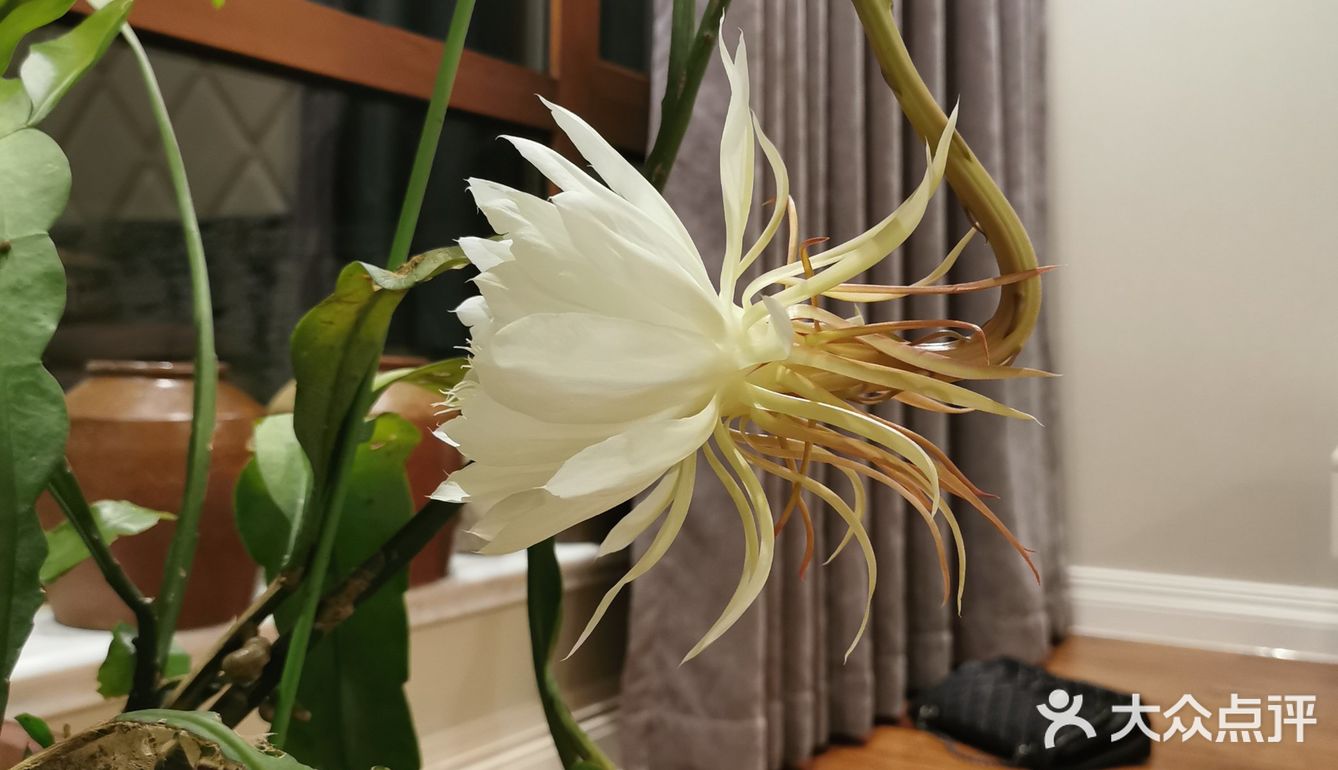 昙花炒鸡蛋