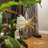 昙花炒鸡蛋