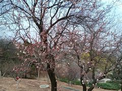 -北京西山国家森林公园