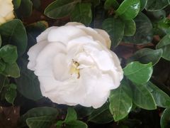 -双季花艺园艺市场(浦东店)