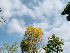 -香蜜公园