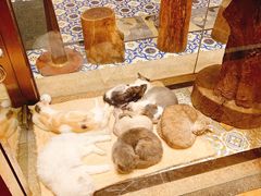 -more than meow吴止猫主题餐厅(承德 中船汇店)