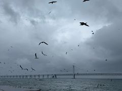 -星海湾跨海大桥