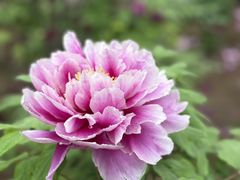 -洛阳市隋唐城遗址植物园